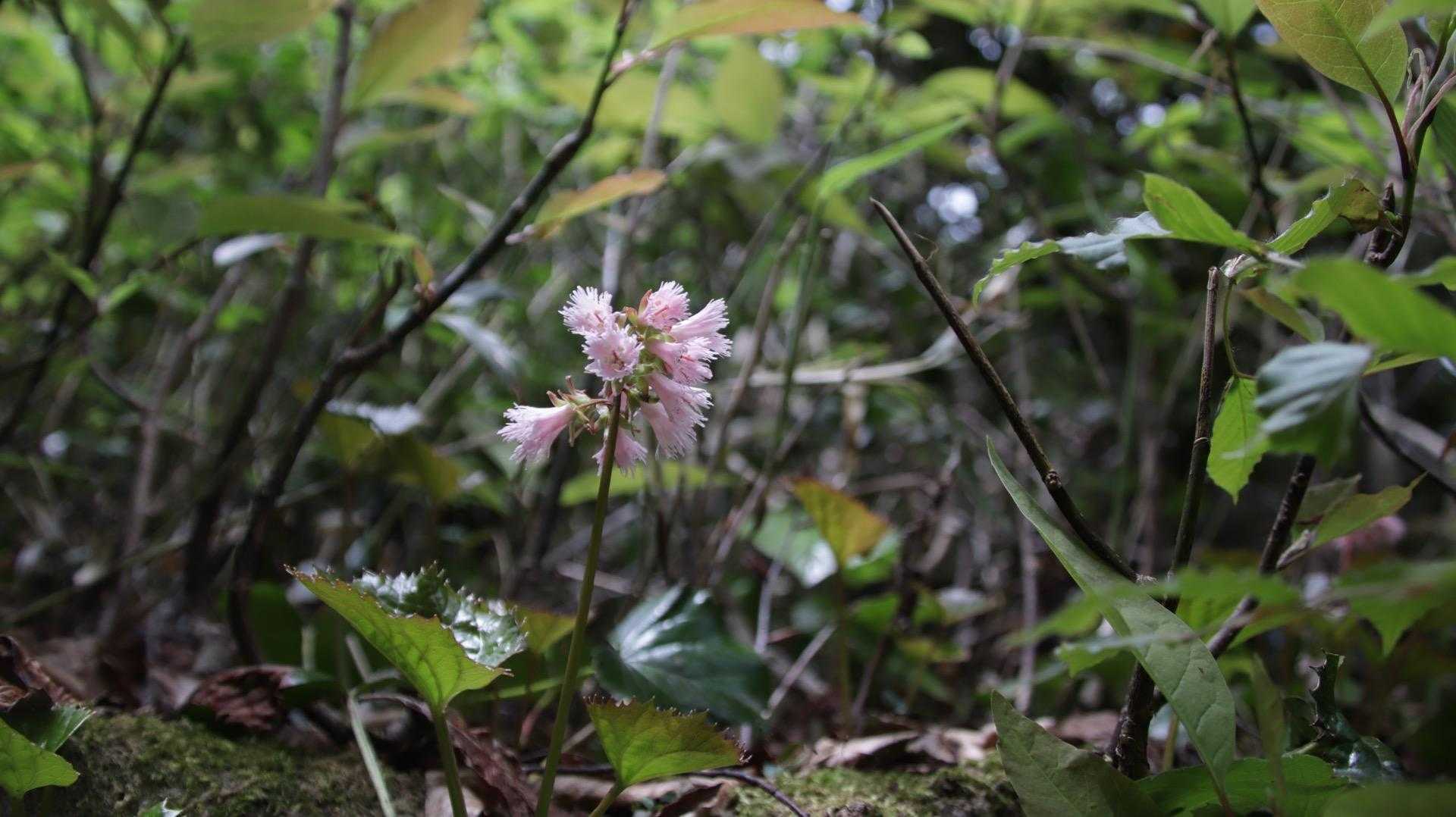 まだまだお元気イワカガミ