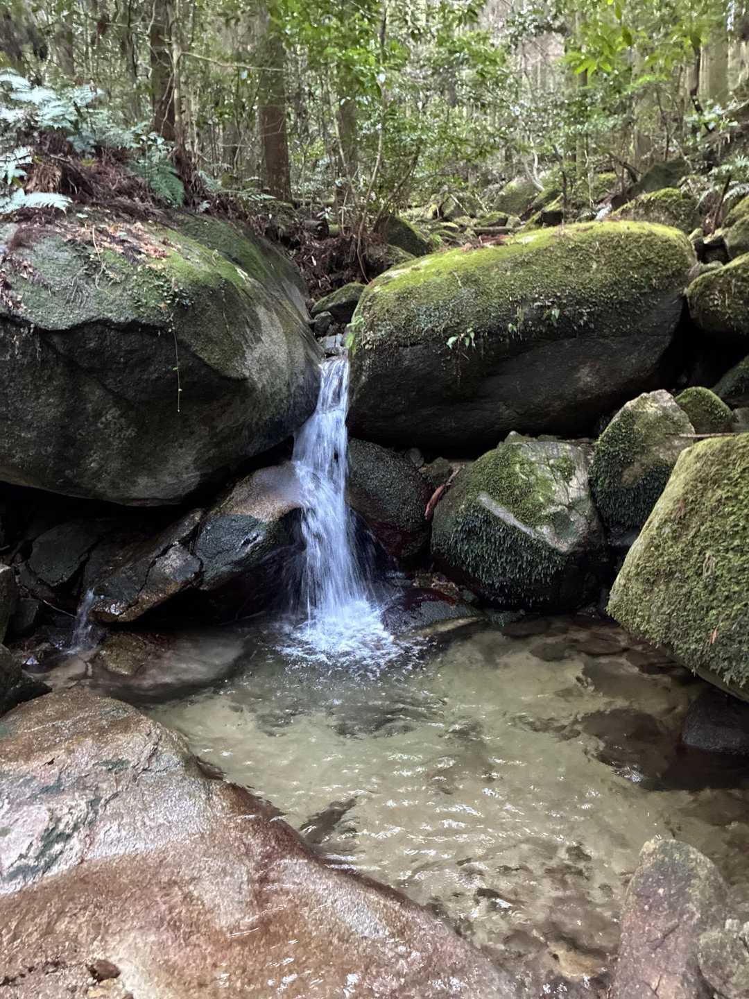 成竹山登山口-成竹山-大丸山-鷲ヶ岳 周回コースの写真