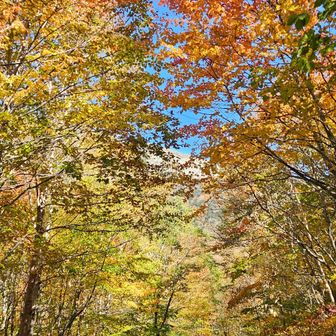 河原の坊周辺が一番素晴らしかった🍁