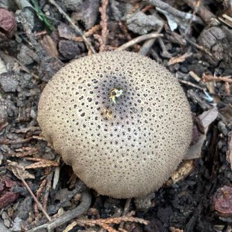 ホコリタケ？それとも
ニセショウロ？