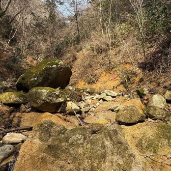 六甲山・長峰山・摩耶山 沢に沿って上っていく
ピンテがあって迷うことはない