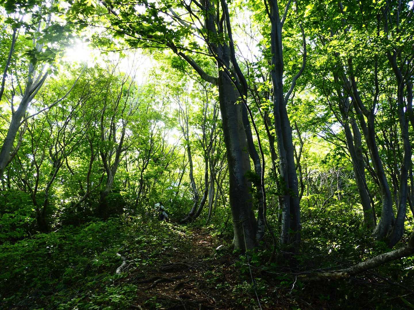 雑木林の新緑