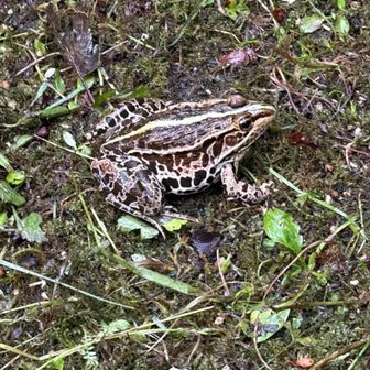 山友　4
大きな　🐸さん
今日　何匹目だっけ👀