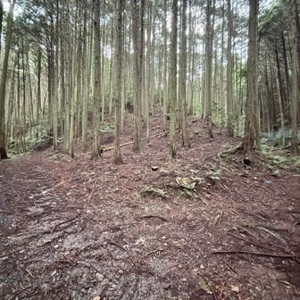登山口手前まで下りてきて振り返り。左にも行けそうな感じですが、右から下りてきました
