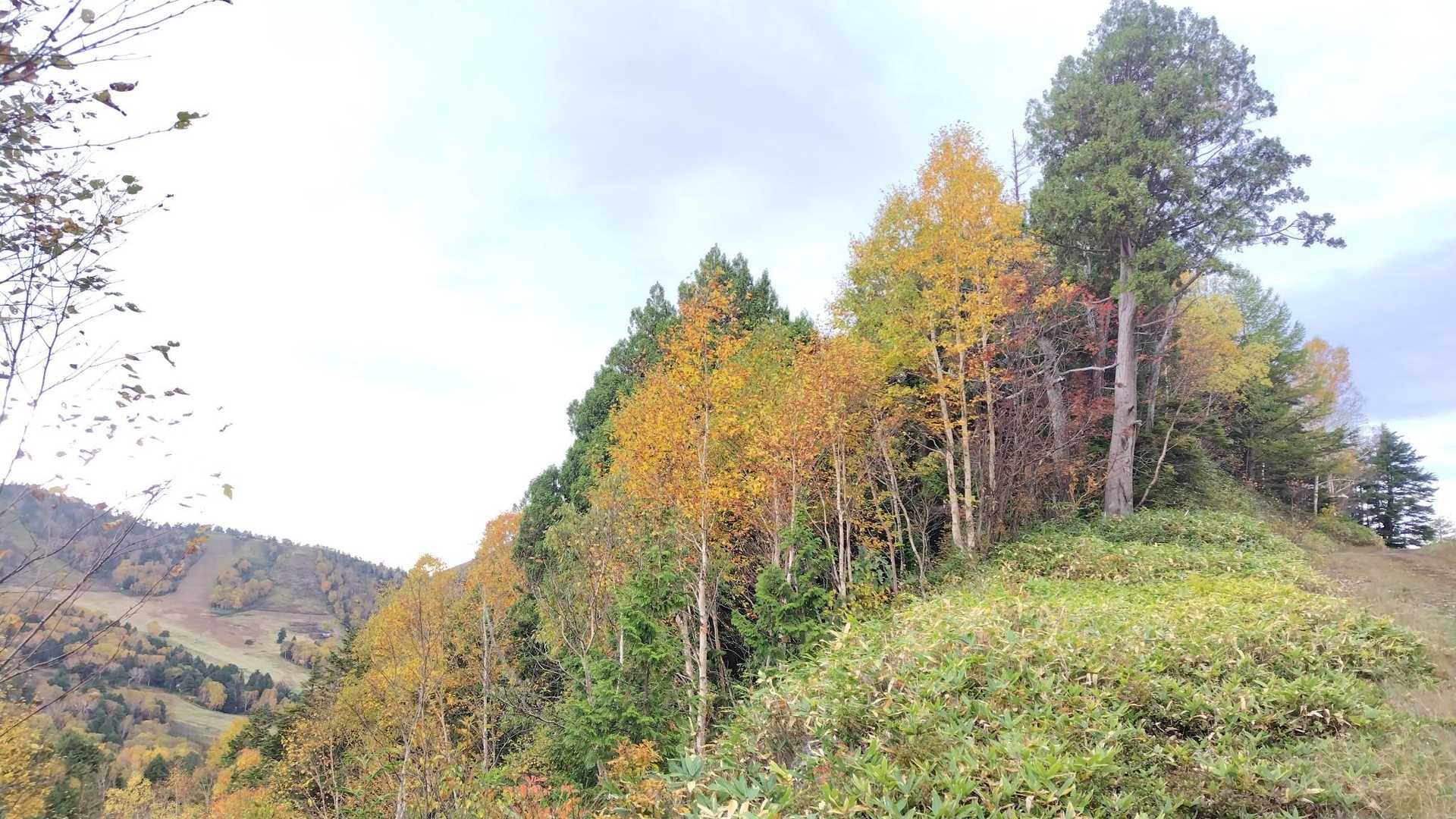 あ～、紅葉っていいなぁ。