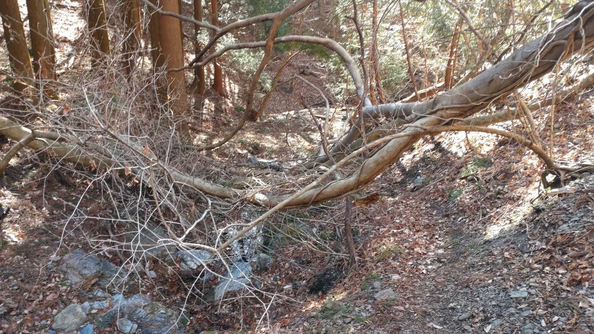 小俣北町バス停-仙人ヶ岳 往復コースの写真