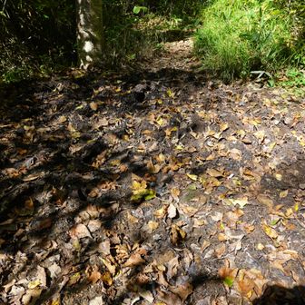 水辺に近いせいか、ドロドロ道があちこちに😧