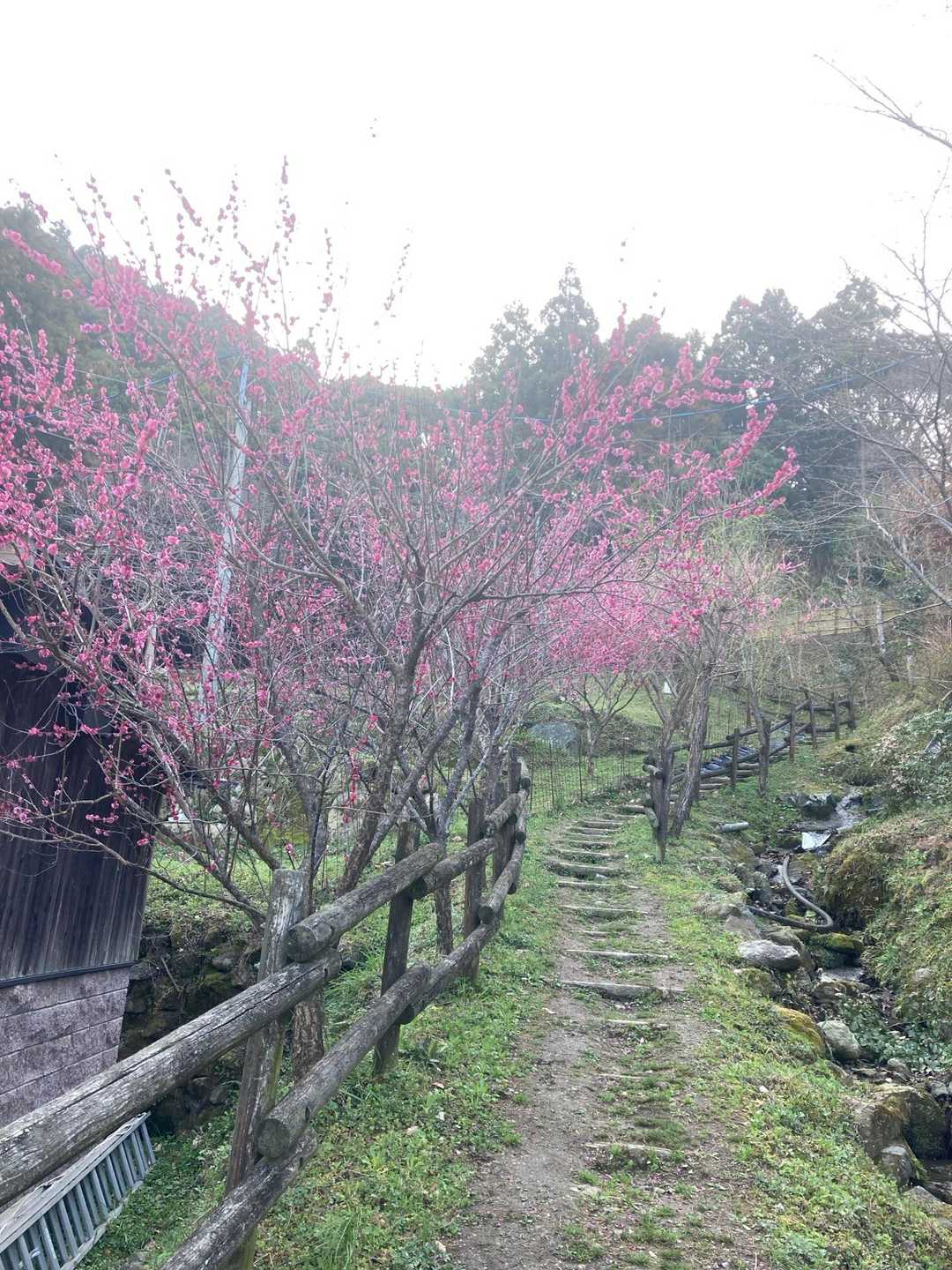 若杉山登山口 往復コースの写真