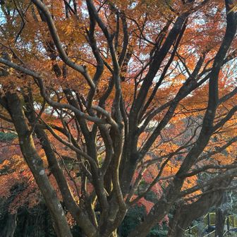 紅葉は終盤ですが良い感じ☺️