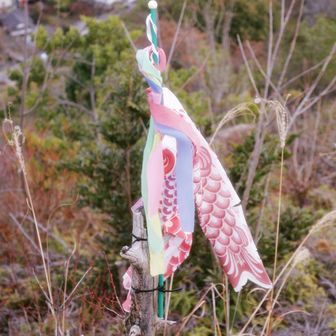 最近よく出会うね、鯉のぼり