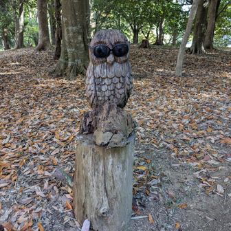 サングラス姿のフクロウ