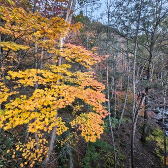鮮やかな紅葉を見て目が覚める。
ヘッドランプを点けて林道を50 分ほど歩き、ようやく登山道的な入口に到着。