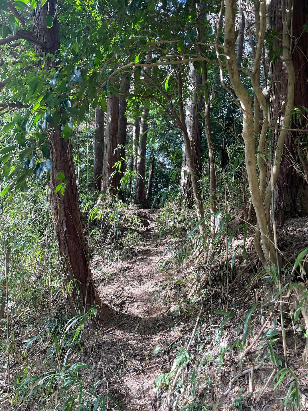 登山道に入り一安心