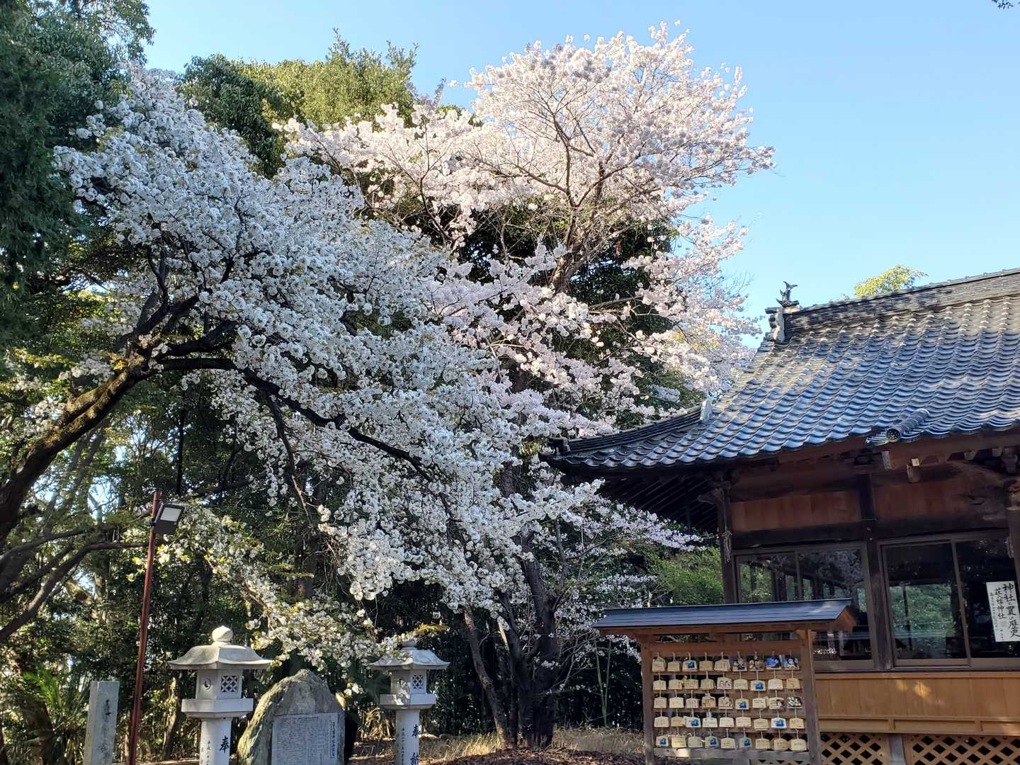 境内のソメイヨシノと山桜の共演🌸