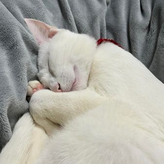 猫マッサージ師