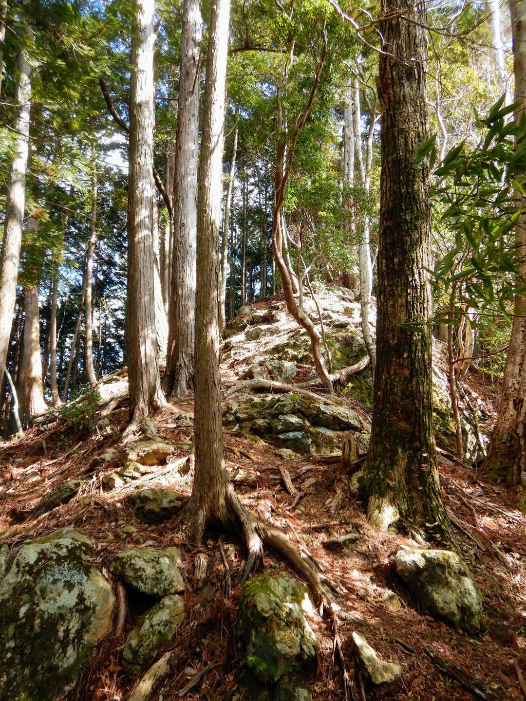 岩壁を過ぎると緩やかな登山道になります。