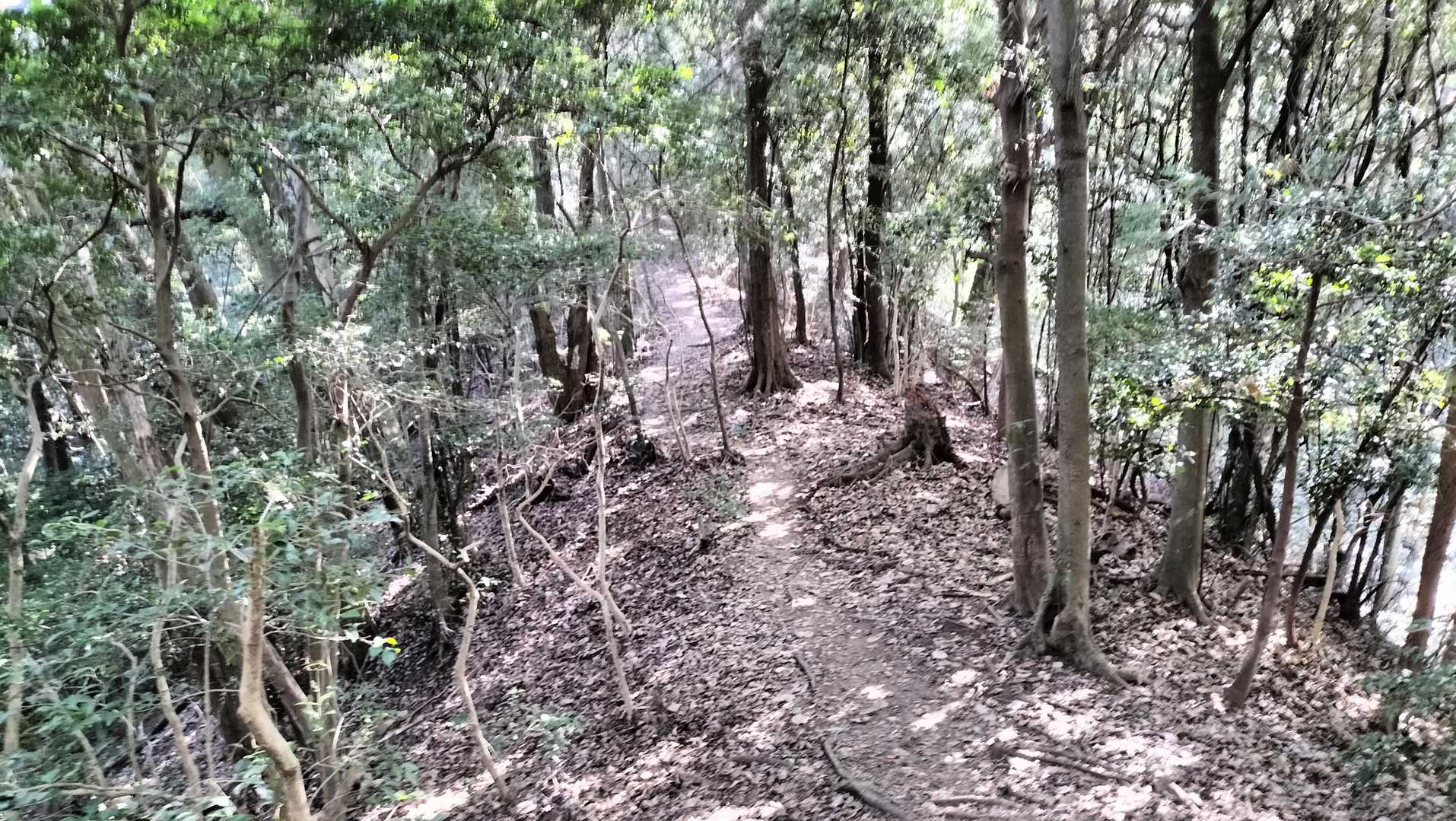 いい尾根道です。
