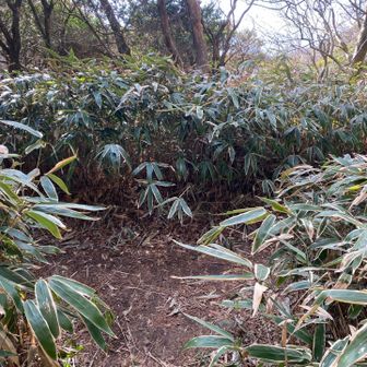 笹藪の中を行きます