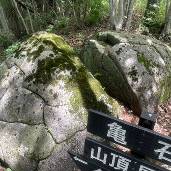 亀🐢もいました♪