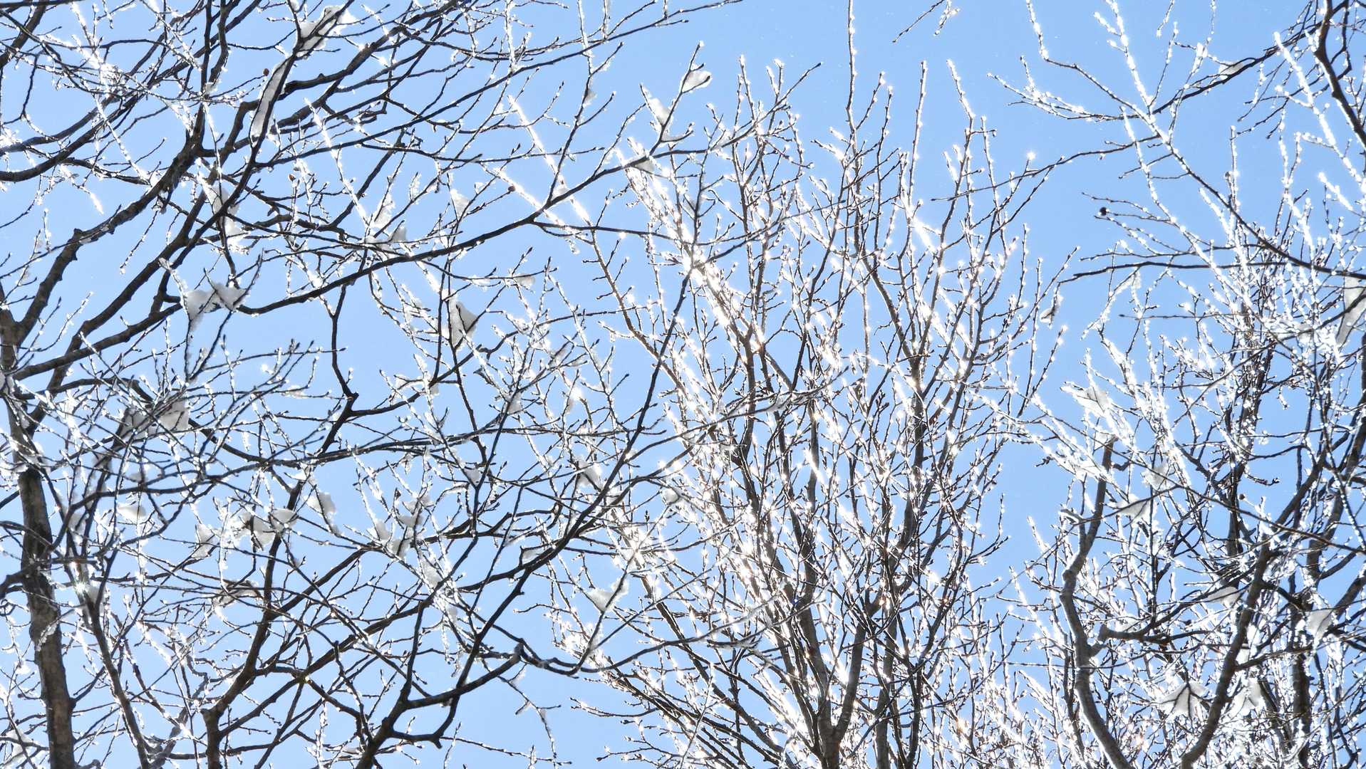 梢には解けた霜が美しく輝いて