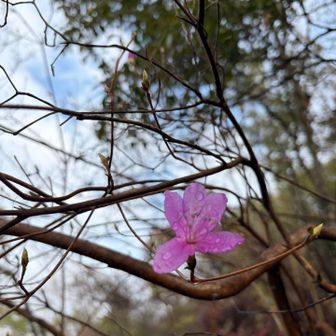 雨粒ついてて綺麗🌸