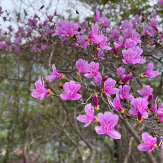 綺麗に咲いてました。山ツツジかな