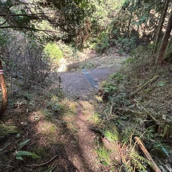 下山し、最後はまた林道下りへ。