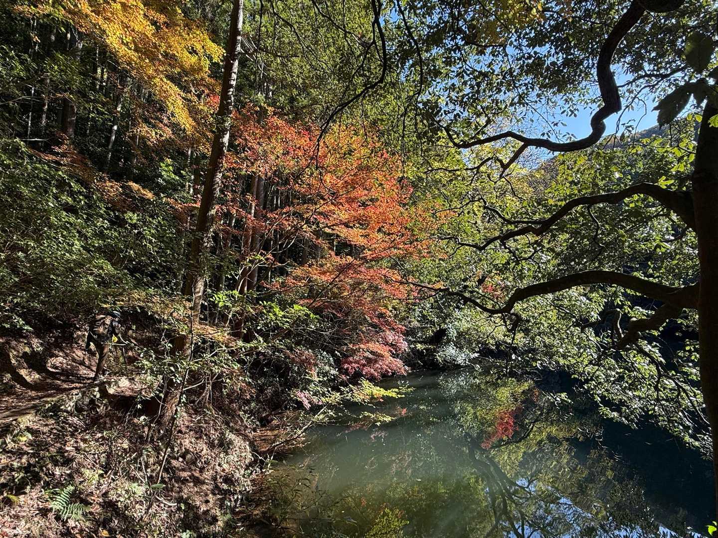 綺麗な紅葉🍁