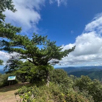 松の木の下で珈琲タイム