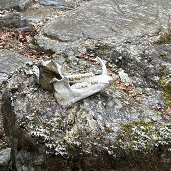 イノシシ🐗の上顎の骨⁈