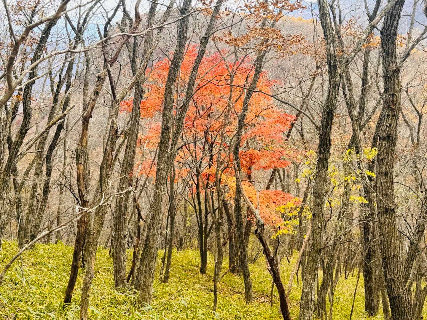 🍁