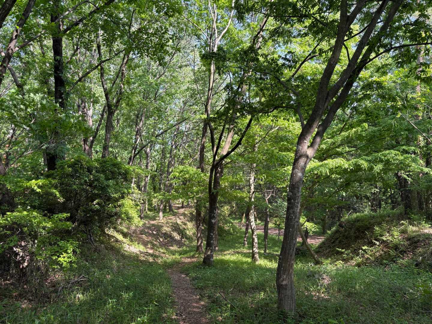 新緑が眩しい