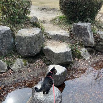 飛び石渡ればもうじきゴール