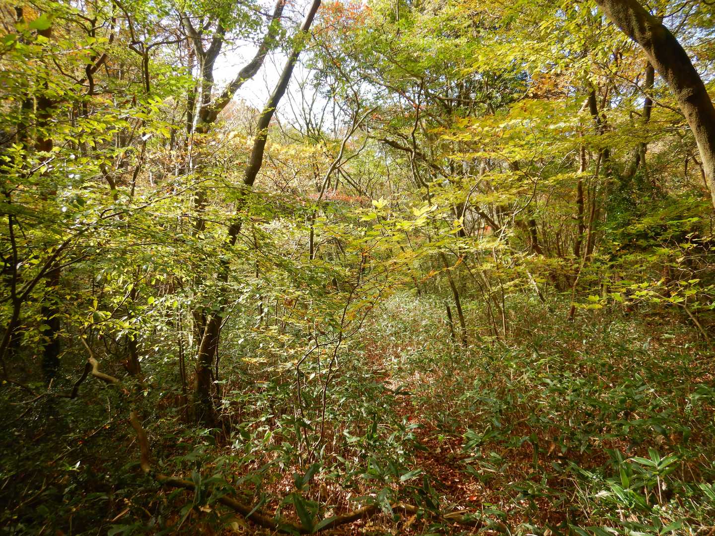紅葉のはじまったようす、ご覧あれ😄