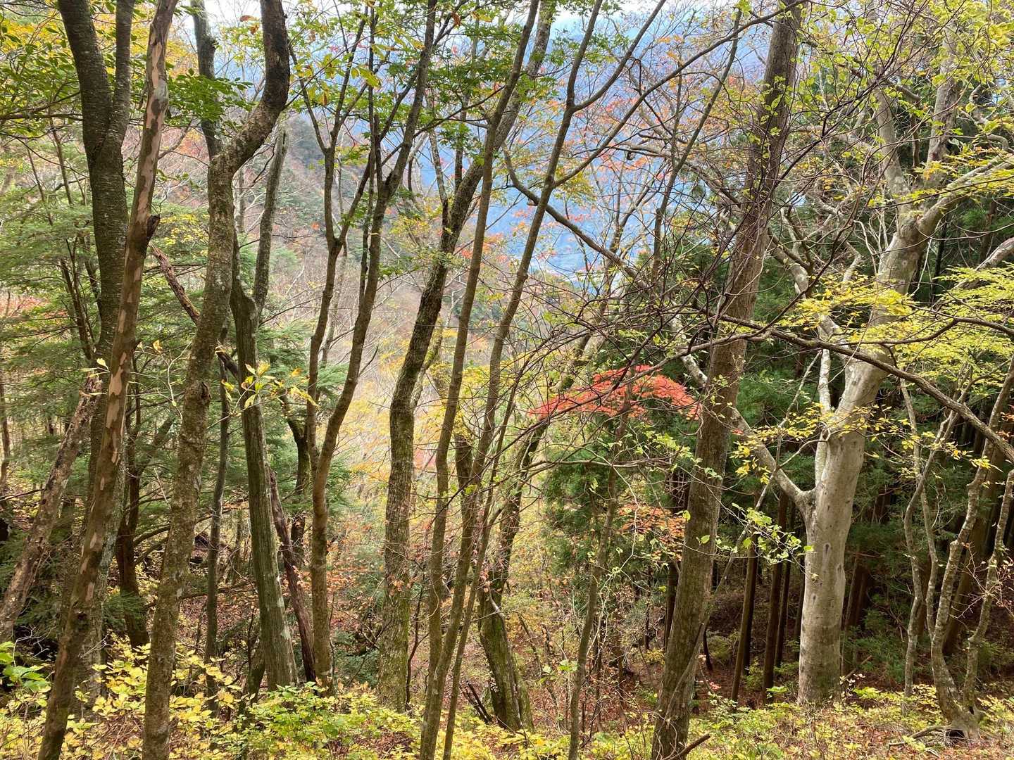 第３登山口-ヲイ平-真富士神社-真富士山-第二真富士山 周回コースの写真