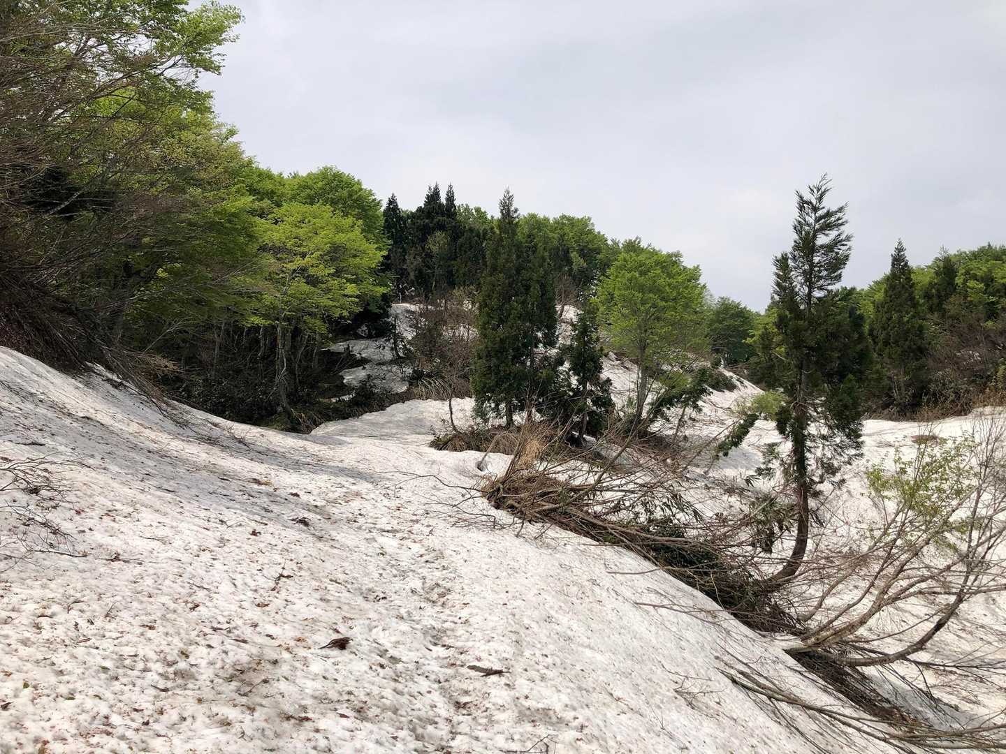 一面の残雪期ロード（林道）正面奥に登山口がありました