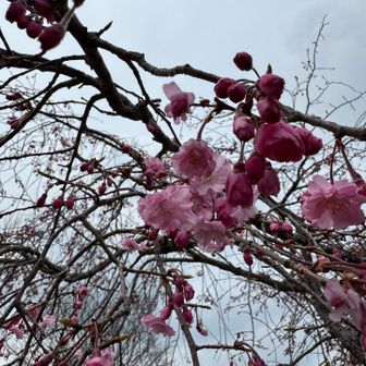 山頂の桜
枝垂れ桜みたい