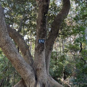 吾参山
標高53m 
山名が標高って素敵②
ここの木も立派な幹です🌲