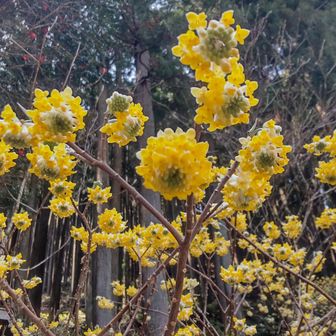 ミツマタが綺麗でした✨