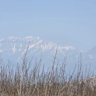 ピンクの大山。