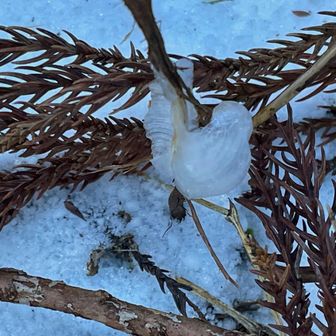 厳冬期に咲く華
やっと見る事が出来た～