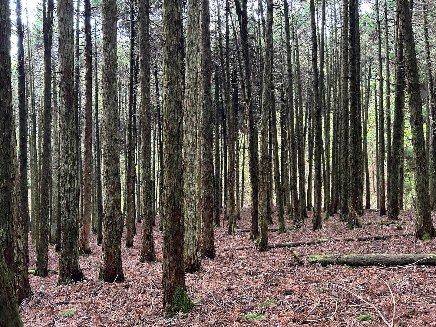 規律性ない人生の並木道🌲🌲
