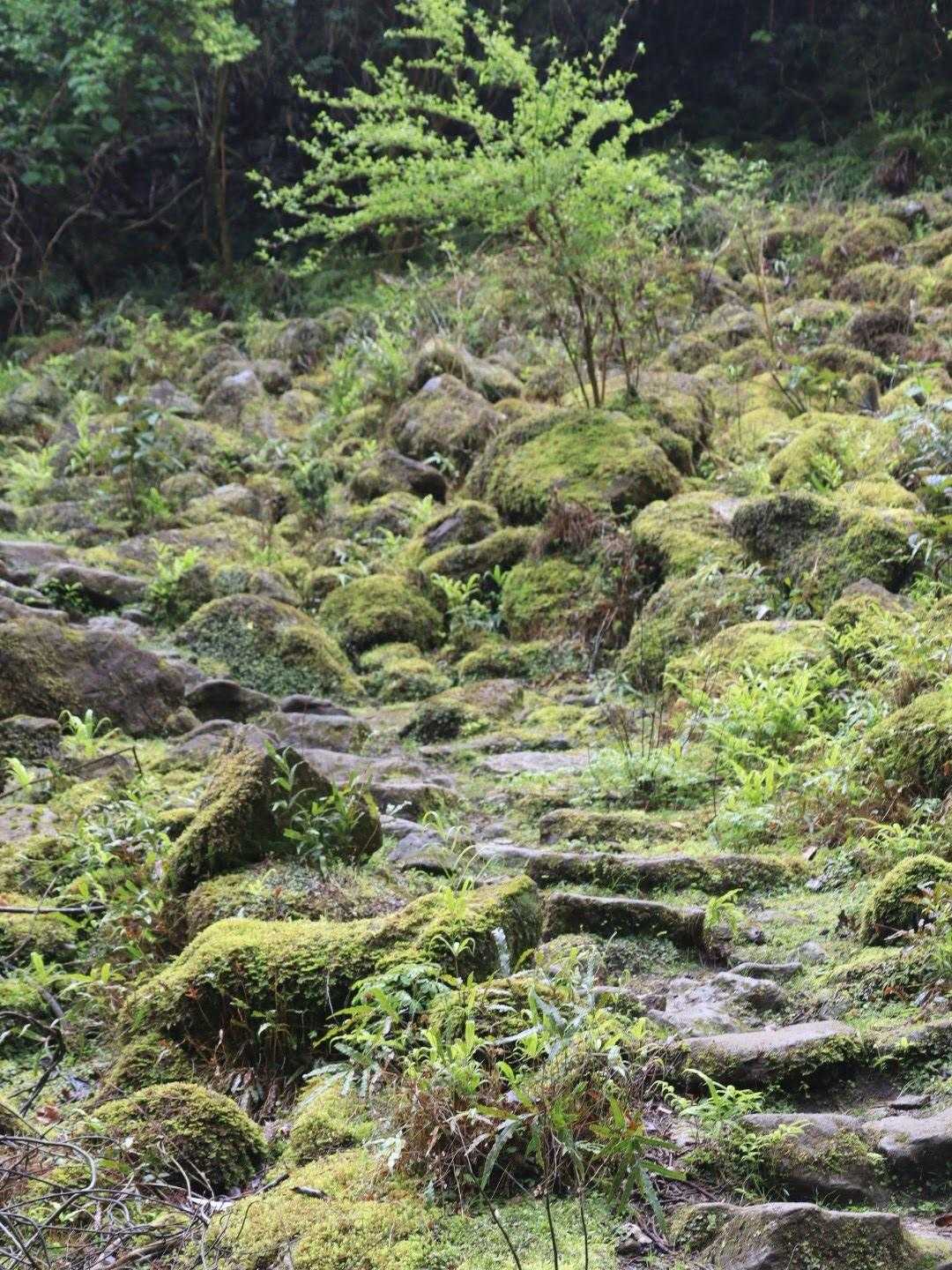 石射太郎山登山口-石射太郎-高宕観音堂 往復コースの写真