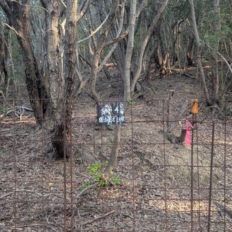この辺に柵のドアあり
ここまでの道は踏み跡やピンテで迷わない感じ
ただ、この先は荒れてるというか登れるとこから登れの感じであまり道にはなってなかった