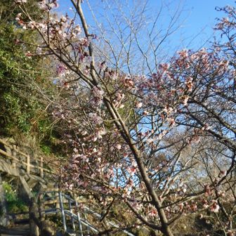 えっ？梅？と思ったら
寒桜だった