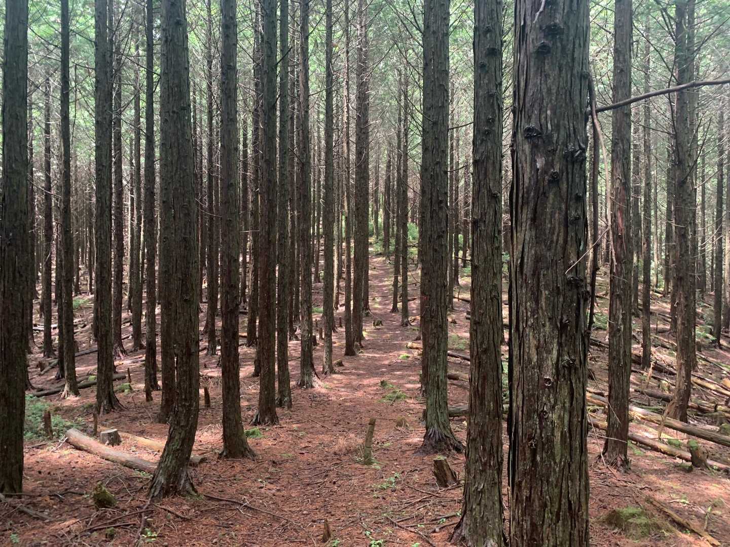 こういう登山道も癒されますね🥰