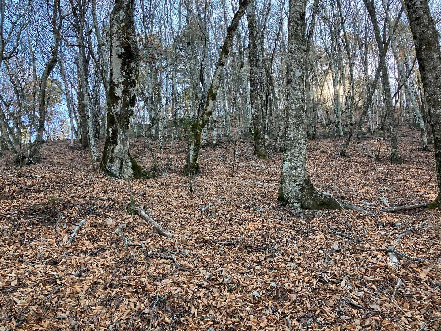 振り返り仰ぎ見る、下りてきた急斜面💦
この時温度計を見るとマイナス9度😱🥶