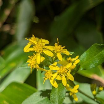 アキノキリンソウさん