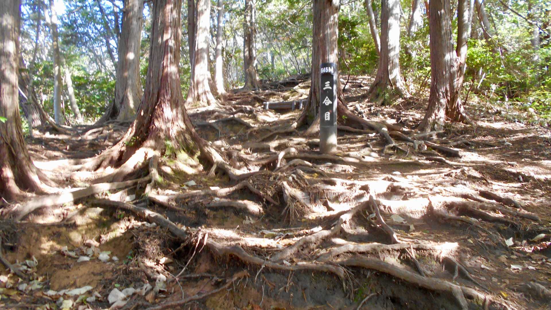 二合目の途中あたりから急坂始まりです。
根っこ登山道。