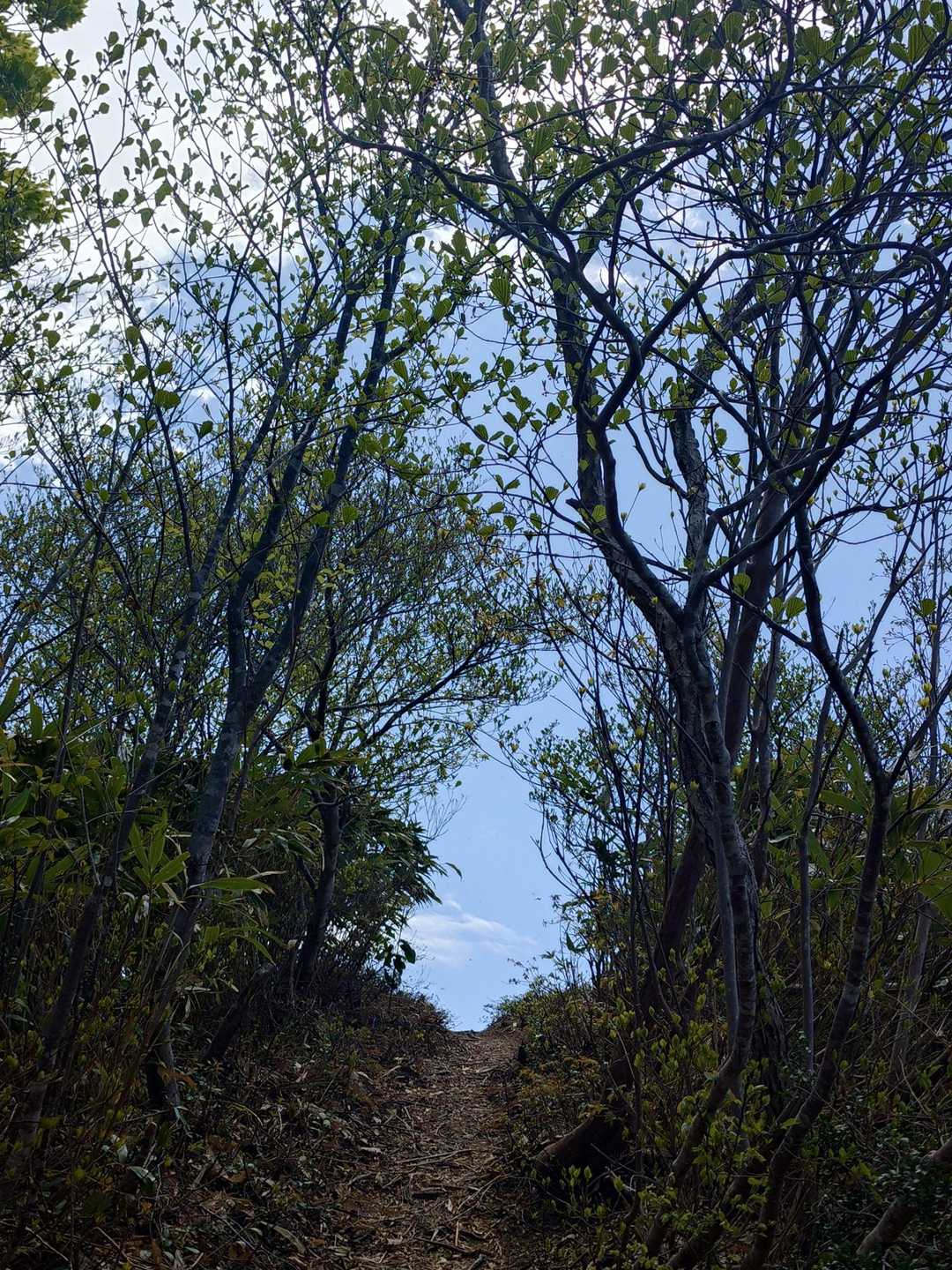 大内峠-熊の平-火燈山-小倉谷山 往復コースの写真